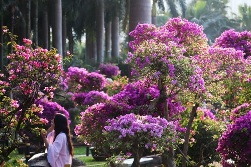 深圳市的代表性花卉是什么 1