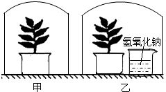 揭秘：植物光合作用的神奇化学方程式是什么？ 2