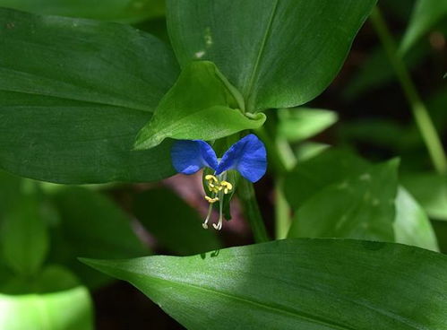 紫色鸭拓草的种植秘籍：轻松打造美丽花园 2