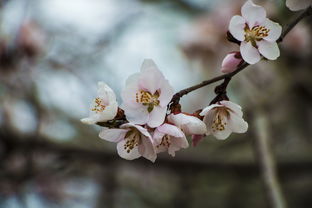 桃花在哪个季节开放？ 3