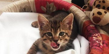 绝区零如何领养小猫攻略