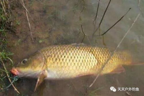 揭秘：顶级鲤鱼饵料配方与垂钓绝技，让你轻松钓获大鲤鱼的秘诀！ 3