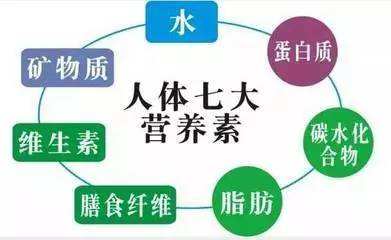 人体所需七大营养素金字塔解析 4