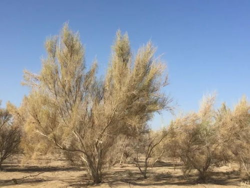 揭秘：梭梭根部隐藏的寄生植物之谜 3