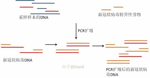 揭秘PCR技术的神奇原理 2