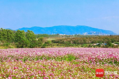 理塘县为何因格桑花海被誉为“天空之城”，格桑花有何寓意？ 2