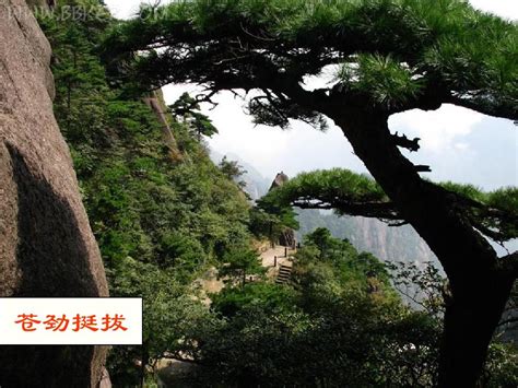 《苍松怪石图题诗》表达了作者什么样的思想感情？ 5