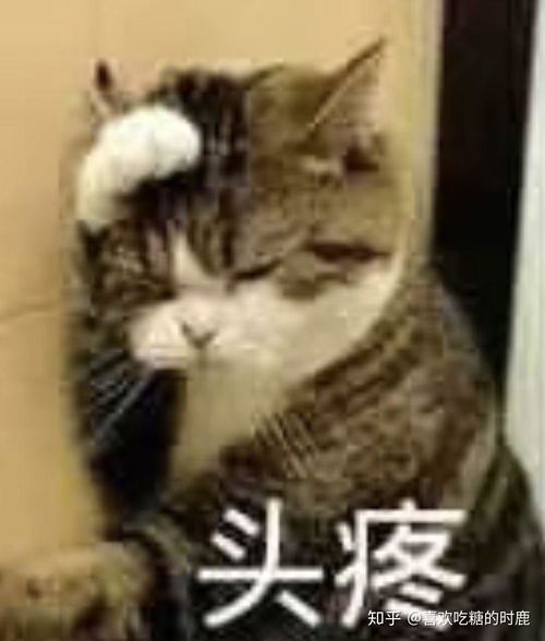 适合男人的动物有哪些？ 2