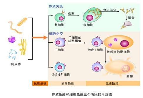 衍生物的定义及含义 3