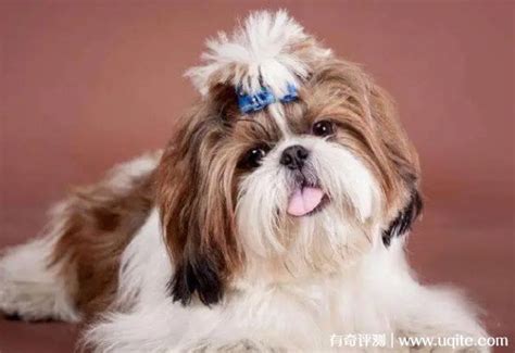 西施犬的价格，你真的了解吗？ 3