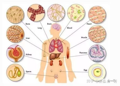 揭秘人体：五脏六腑详细图解 1