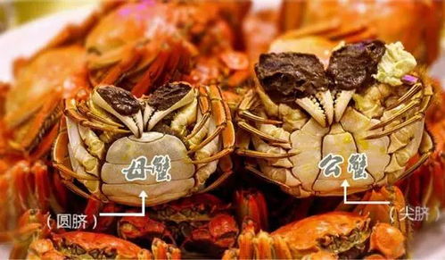 轻松学会：如何区分大闸蟹的公母 4