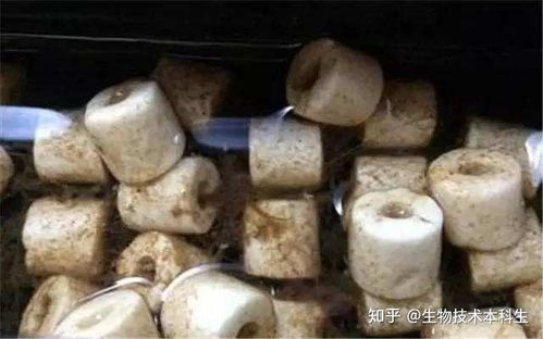 鱼缸中硝化细菌的作用是什么？ 2