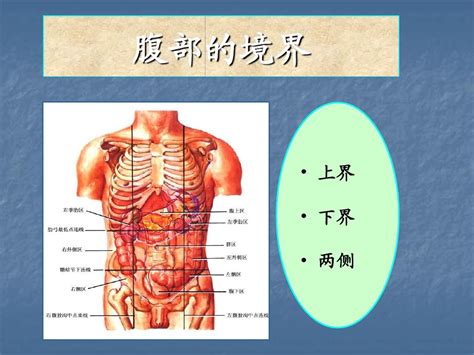 探索人体奥秘：肚子内部器官详细图解 2