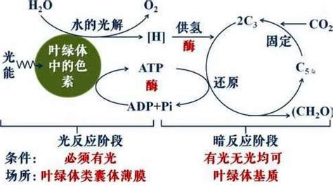 光合作用详细三阶段图解 3