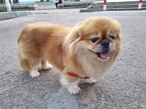 袖狗是什么？ 3