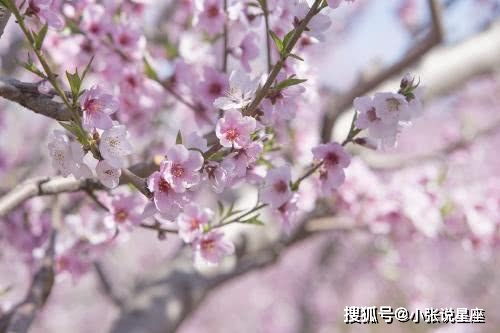 揭秘：人面桃花对应的生肖究竟是什么？ 3