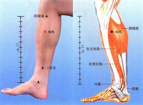 哪些腿部穴位你必须知道？全面图解腿部穴位名称大全 2