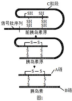 揭秘蛋白质工程的完整打造流程 2