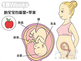 孕18周：常见症状与必读注意事项 2