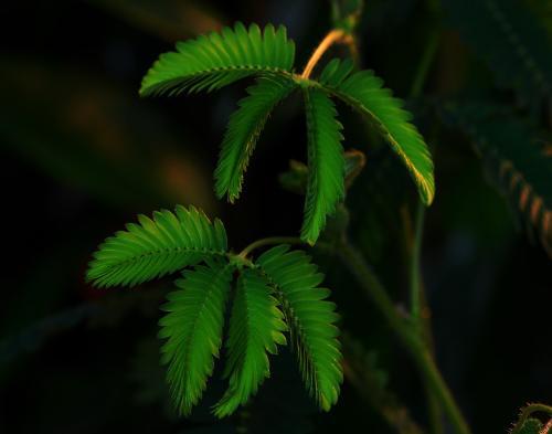 揭秘含羞草：独特触感的奇妙特点 2