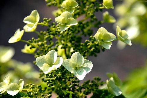 植物种子传播的方式是怎样的？ 3