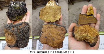 如何鉴别桑黄品质优劣 3
