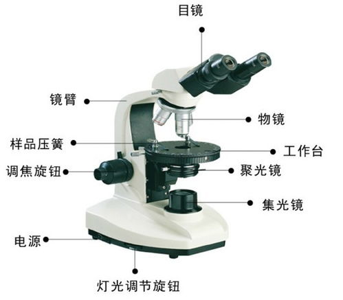 掌握显微镜的正确使用方法，轻松探索微观世界 2