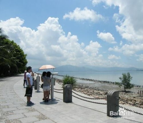 探索深圳红树林：一场自然与趣味的奇妙之旅 3