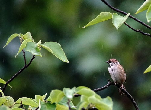 风雨成语大盘点，探索自然界的诗意表达 2