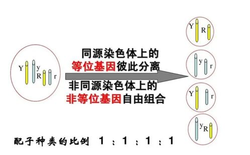 等位基因与非等位基因的定义 2