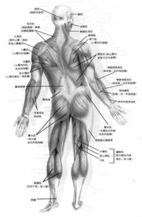 探秘人体：详尽部位图解指南 3