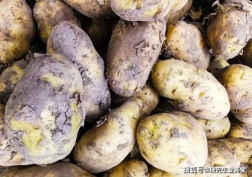 土豆怎样存放才能避免发绿发芽？ 2