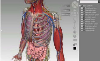 掌握BodyVisualizer的高效使用方法 1