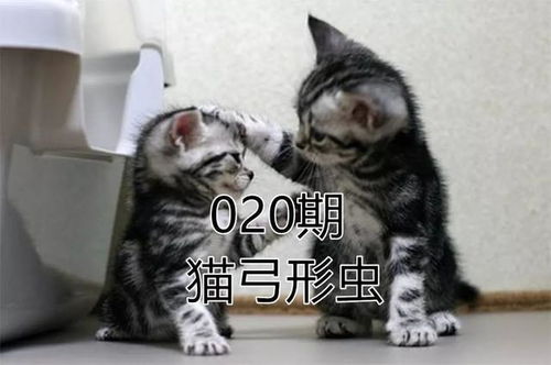 2019年新版猫咪地域网如何进入？最新入口揭秘！ 4