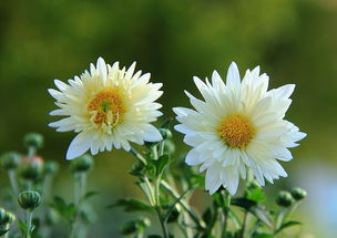 揭秘！花中隐士究竟是何方神圣？蚂蚁庄园小课堂带你一探究竟！ 3