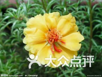 花开秘境：探寻花朵背后的谜语 3