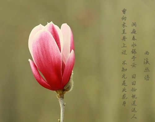 玉兰花的花语是什么呢？ 1