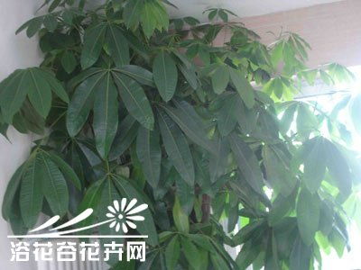 打造繁茂摇钱树：高效养护秘籍 3