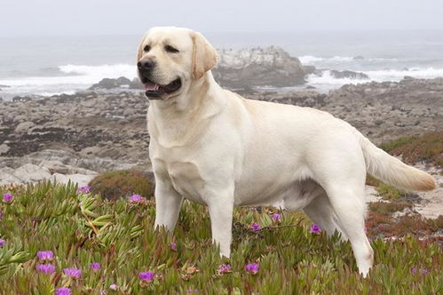 拉布拉多犬精彩日常短视频集锦 1