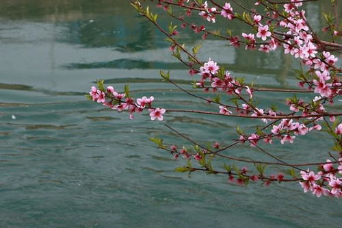 解析'桃花流水'的寓意 2