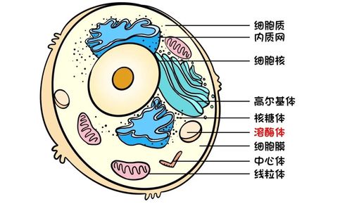 探索真核细胞的奇妙细胞器世界 3