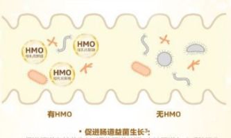 揭秘HMO：它究竟是什么？又有哪些神奇作用？ 3