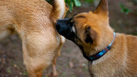 犬类的日常行为习惯 4