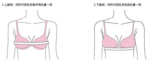 胸部尺寸分类解析：36D、38D含义探究 4