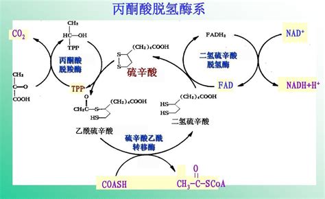 丙酮酸脱氢酶复合体的辅因子 2