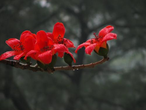 广州的市花究竟是何花？ 2