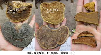 如何鉴别桑黄品质优劣 2