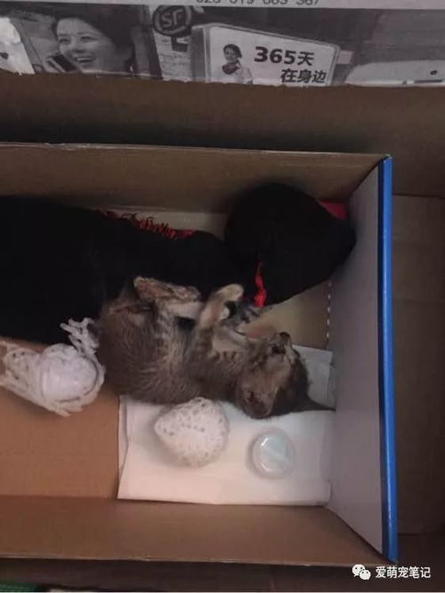 收养流浪猫，你需要准备多少预算？ 1