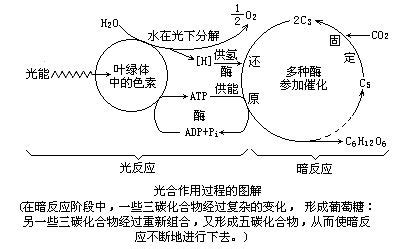 光合作用详细三阶段图解 4